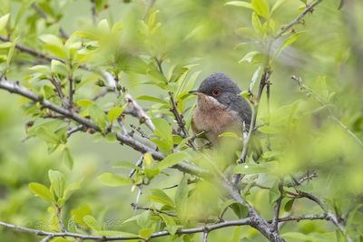 Sterpazzolina di Moltoni (Sylvia subalpina) - Moltoni's Warbler