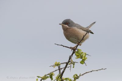 Sterpazzolina di Moltoni (Sylvia subalpina) - Moltoni's Warbler