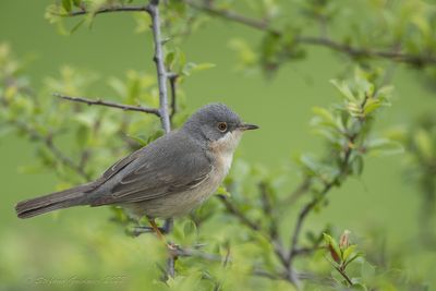 Sterpazzolina di Moltoni (Sylvia subalpina) - Moltoni's Warbler