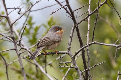 Sterpazzolina di Moltoni (Sylvia subalpina) - Moltoni's Warbler