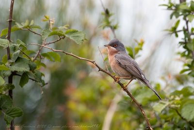 Sterpazzolina di Moltoni (Sylvia subalpina) - Moltoni's Warbler
