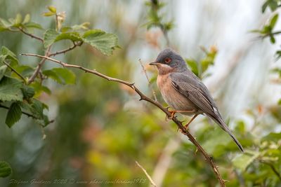 Sterpazzolina di Moltoni (Sylvia subalpina) - Moltoni's Warbler