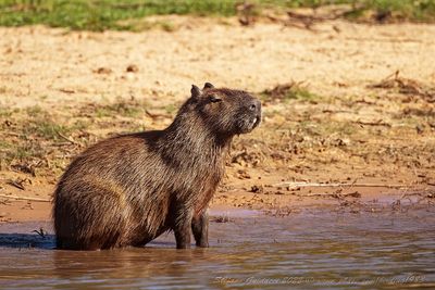 Capibara (Hydrochoerus hydrochaeris) - Capybara