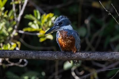 Ringed kingfisher (Megaceryle torquata) - Martin pescatore neotropicale ♂