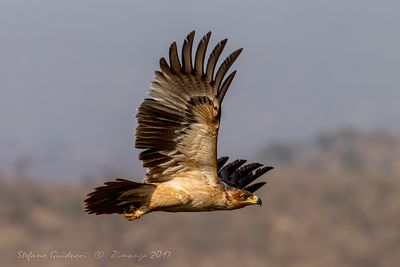 Tawny Eagle (Aquila rapax) - Aquila rapace