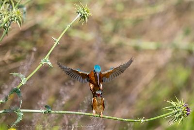 Martin pescatore (Alcedo atthis) - Common Kingfisher