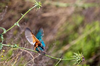 Martin pescatore (Alcedo atthis) - Common Kingfisher