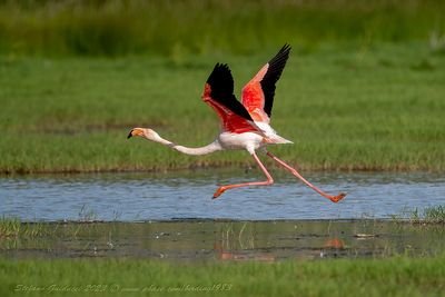 Fenicottero rosa (Phoenicopterus roseus) - Greater Flamingo