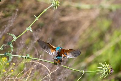 Martin pescatore (Alcedo atthis) - Common Kingfisher