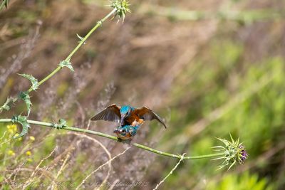 Martin pescatore (Alcedo atthis) - Common Kingfisher