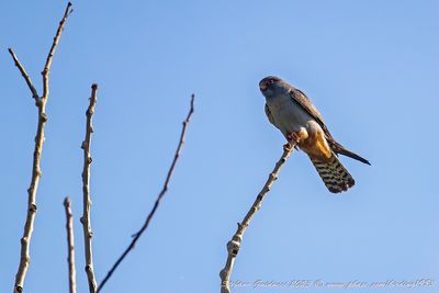 Falco cuculo maschio (Falco vespertinus) - Red-footed Falcon