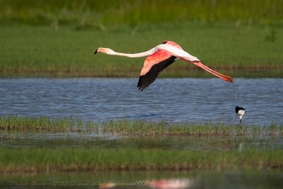 Fenicottero rosa (Phoenicopterus roseus) - Greater Flamingo