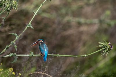 Martin pescatore ♀ (Alcedo atthis) - Common Kingfisher