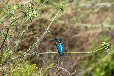 Martin pescatore ♂ (Alcedo atthis) - Common Kingfisher