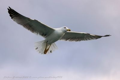 Gabbiano reale (Larus michahellis) - Yellow-legged Gull