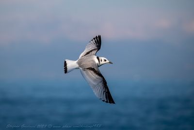 Gabbiano tridattilo (Rissa tridactyla) - Black-legged Kittiwake