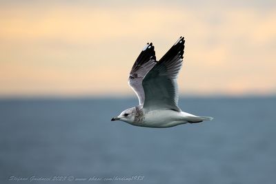 Gavina (Larus canus) - Mew Gull