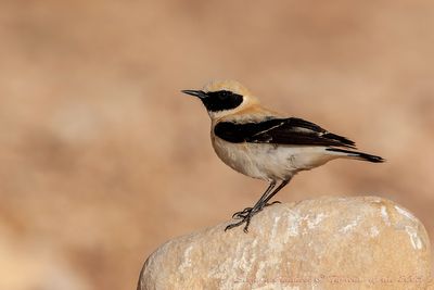 Monachella (Black-eared Wheatear)