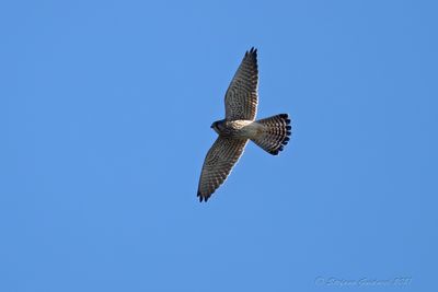 Gheppio ♀ (Falco tinnunculus) - Common Kestrel