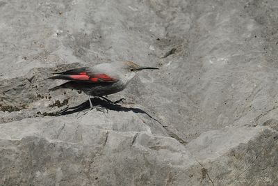 Picchio muraiolo (Tichodroma muraria) - Wallcreeper