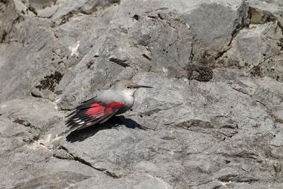 Picchio muraiolo (Tichodroma muraria) - Wallcreeper