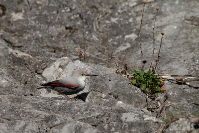 Picchio muraiolo (Tichodroma muraria) - Wallcreeper