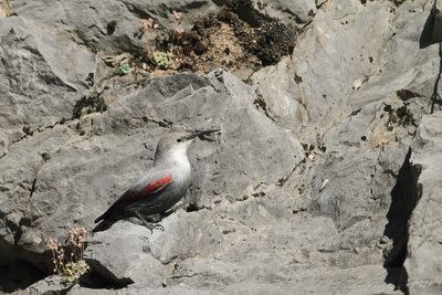 Picchio muraiolo (Tichodroma muraria) - Wallcreeper