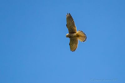 Gheppio ♀ (Falco tinnunculus) - Common Kestrel
