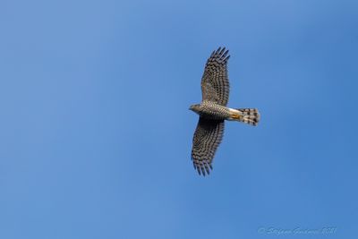 Sparviere (Accipiter nisus) - Eurasian Sparrowhawk