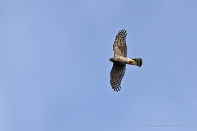 Sparviere (Accipiter nisus) - Eurasian Sparrowhawk