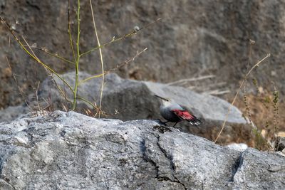 Picchio muraiolo (Tichodroma muraria) - Wallcreeper