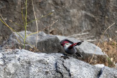 Picchio muraiolo (Tichodroma muraria) - Wallcreeper