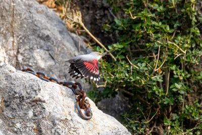 Picchio muraiolo (Tichodroma muraria) - Wallcreeper