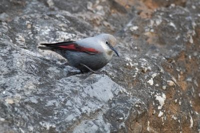 Picchio muraiolo (Tichodroma muraria) - Wallcreeper