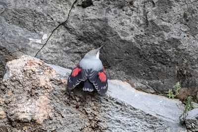 Picchio muraiolo (Tichodroma muraria) - Wallcreeper