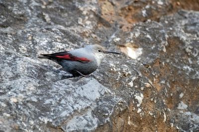 Picchio muraiolo (Tichodroma muraria) - Wallcreeper