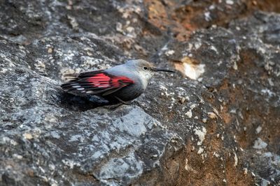 Picchio muraiolo (Tichodroma muraria) - Wallcreeper