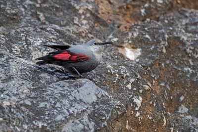 Picchio muraiolo (Tichodroma muraria) - Wallcreeper