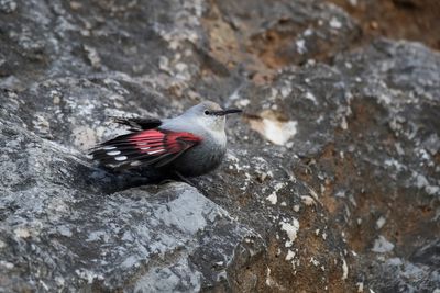 Picchio muraiolo (Tichodroma muraria) - Wallcreeper