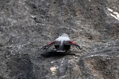 Picchio muraiolo (Tichodroma muraria) - Wallcreeper