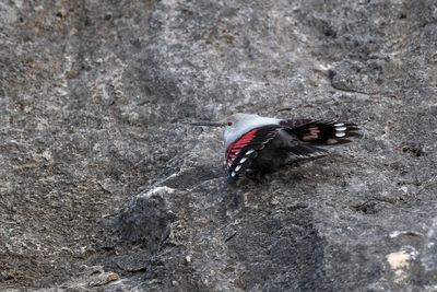 Picchio muraiolo (Tichodroma muraria) - Wallcreeper