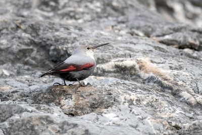 Picchio muraiolo (Tichodroma muraria) - Wallcreeper