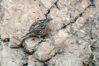 Sordone (Prunella collaris) - Alpine Accentor