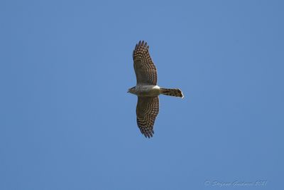 Sparviere (Accipiter nisus) - Eurasian Sparrowhawk