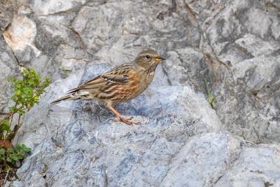 Sordone (Prunella collaris) - Alpine Accentor