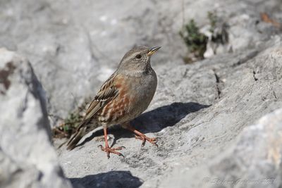 Sordone (Prunella collaris) - Alpine Accentor