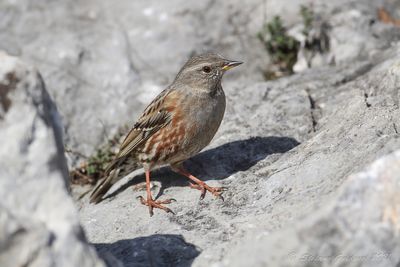 Sordone (Prunella collaris) - Alpine Accentor