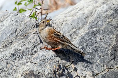 Sordone (Prunella collaris) - Alpine Accentor