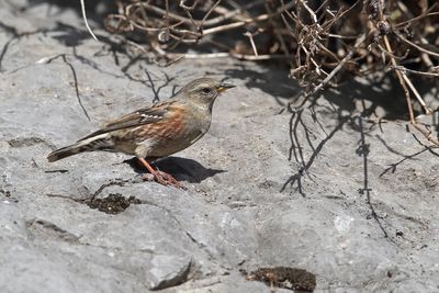 Sordone (Prunella collaris) - Alpine Accentor