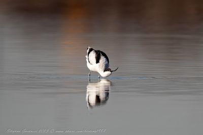Avocetta (Recurvirostra avosetta) - Pied Avocet